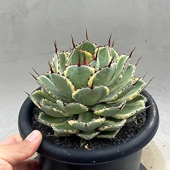 ね*こ様 黒肌疣翠冠玉 自根 鉢植え メルカリ便送料込み 2025年最新】翠冠玉の人気アイテム - メルカリ